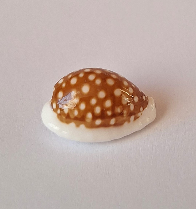 Shell Exmouth Cribrarula exmouthensis rottnestensis - RARE :: SHELLS FOR YOU.CZ