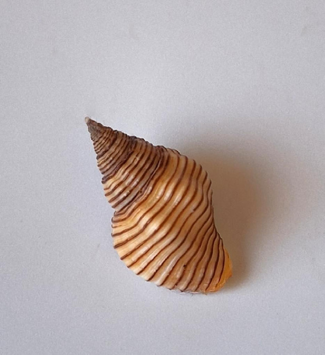 Undossa Shell Pollia undosa :: SHELLS FOR YOU.CZ