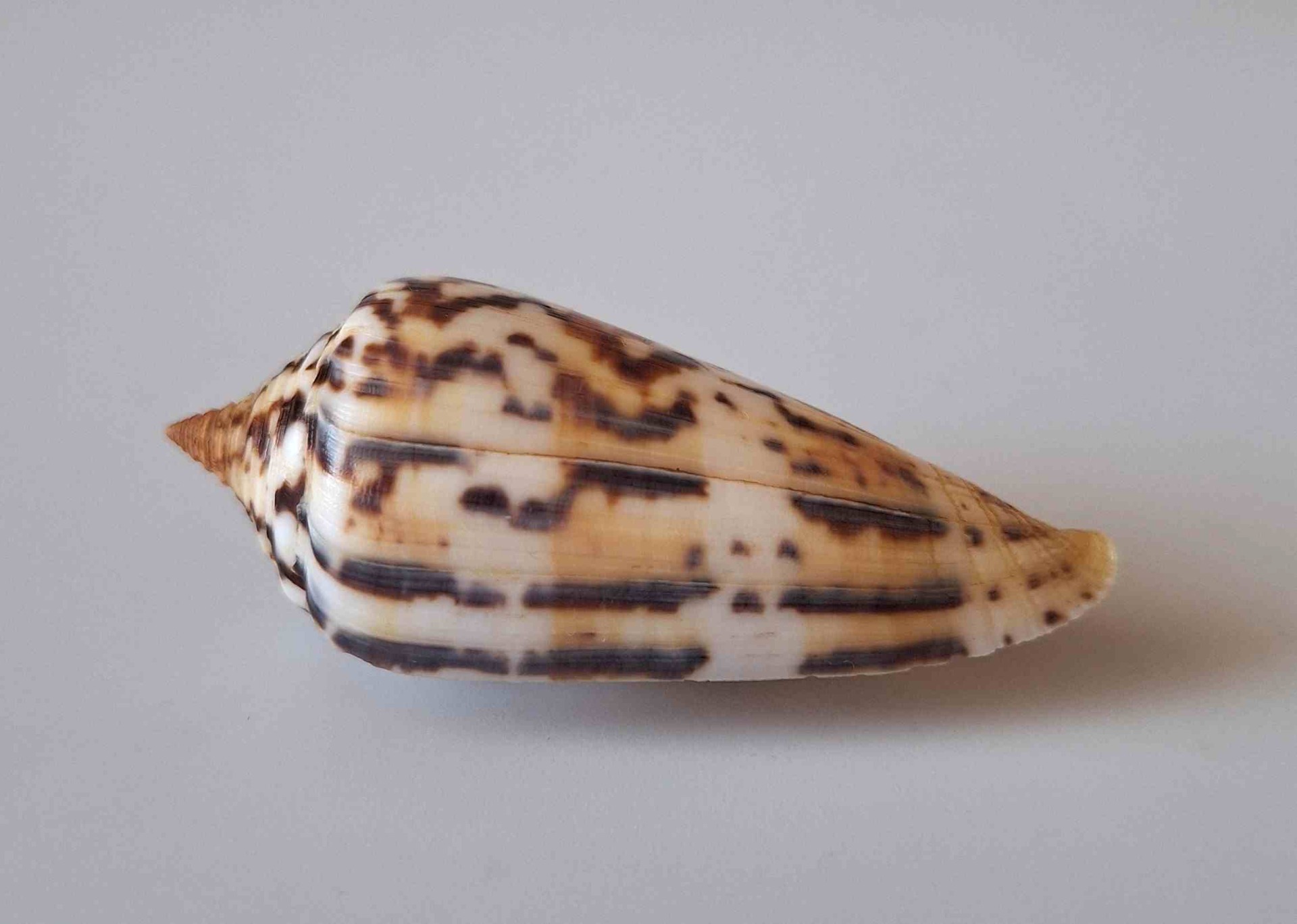 SHELLS FOR YOU.CZ